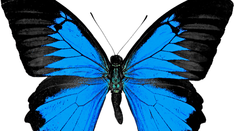 Sköldkörteln (tyreoidea) ser ut som formen av en fjäril.